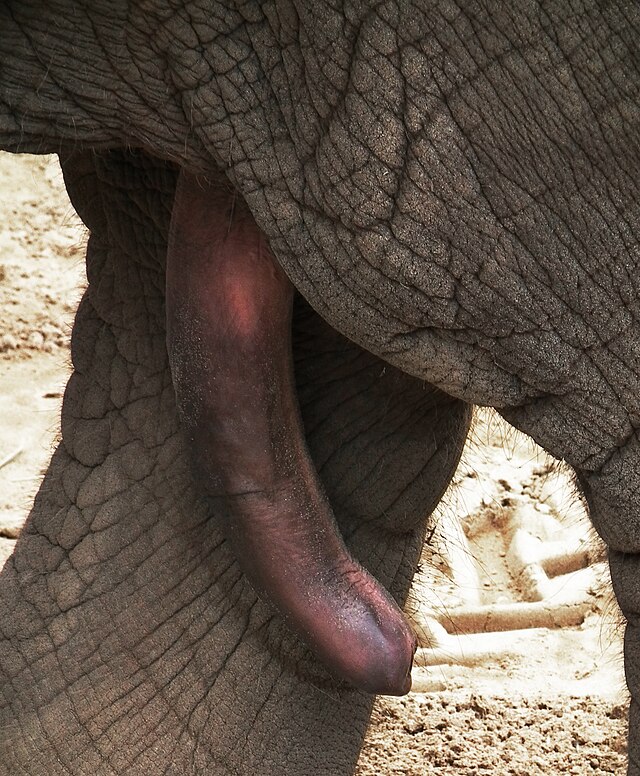 Plump naked females in action